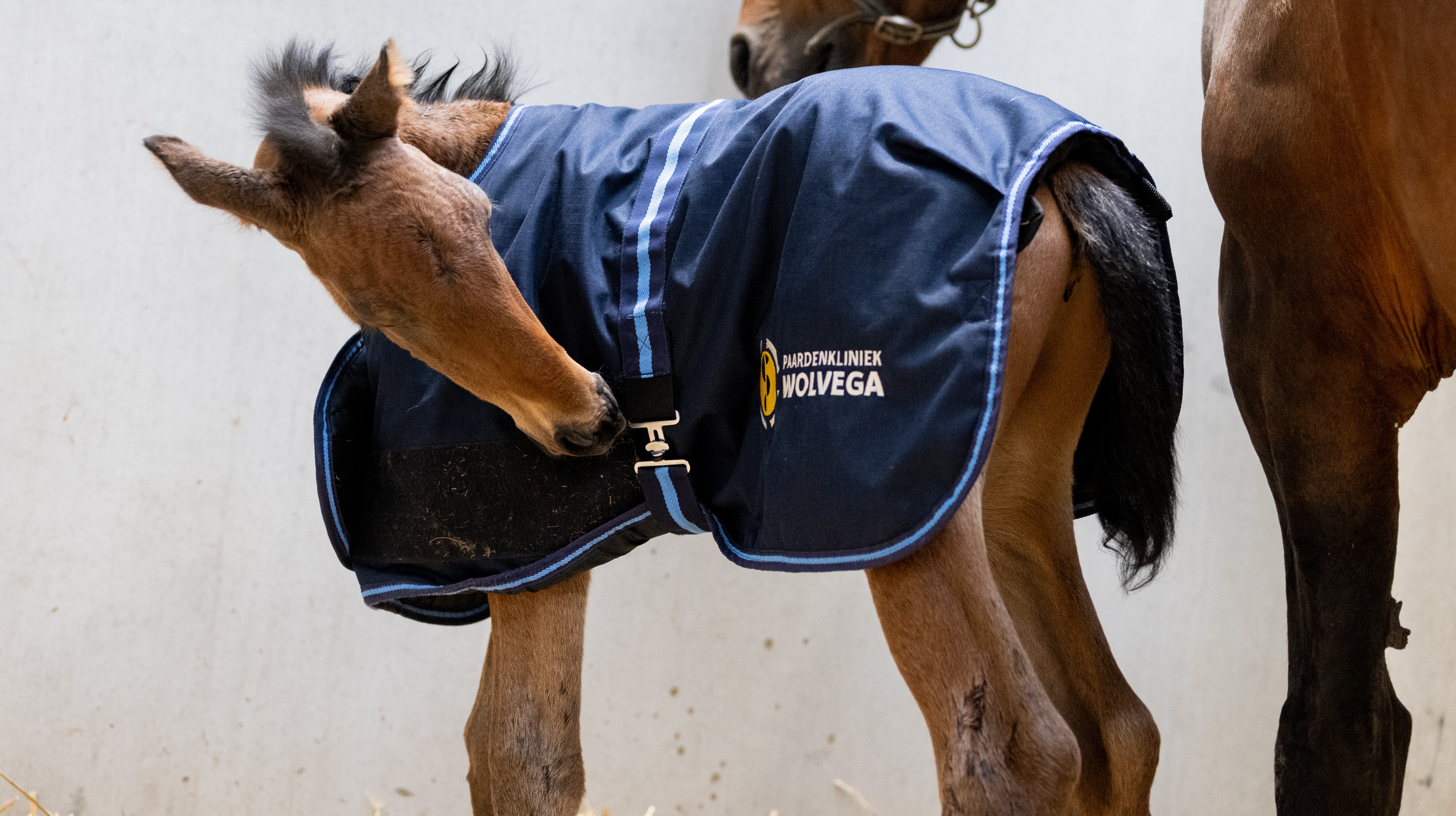 KNHS Theorie Tour 'Van hartslag tot afspenen: het volledige traject toegelicht'